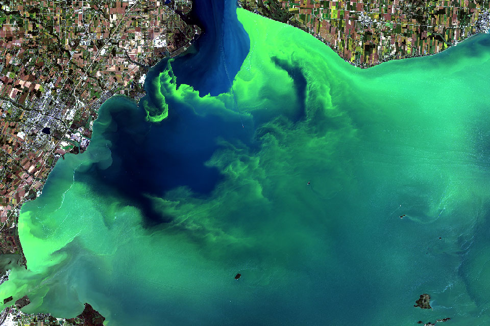 Read more about the article Can we clean up, stop, or end harmful algal blooms?