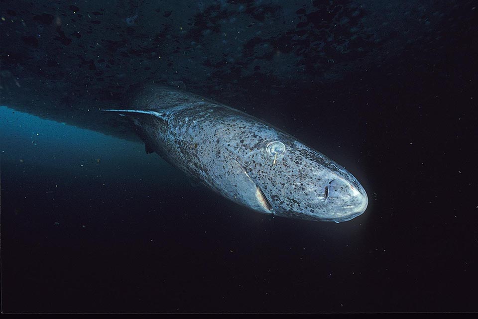 Read more about the article How long do Greenland sharks live?